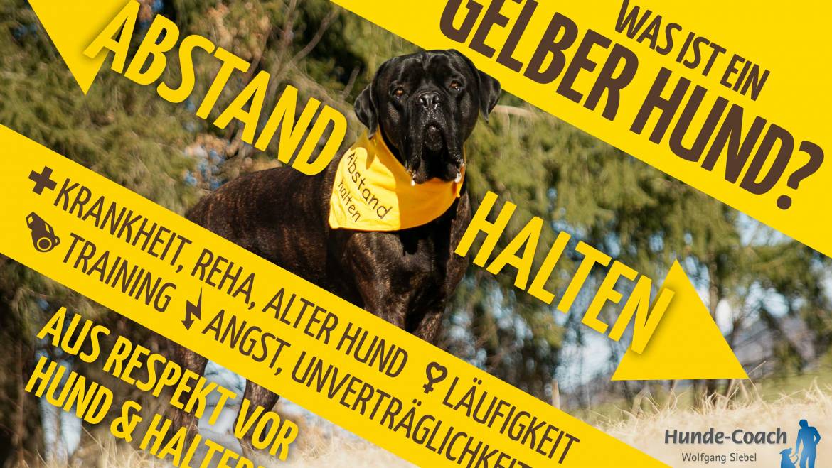 Was sind „Gelbe Hunde“? Die Kampagne für mehr Respekt und Verständnis