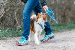 Hundeschule Allgäu - mit Spaß und Lernen einen gemeinsamen Weg gehen