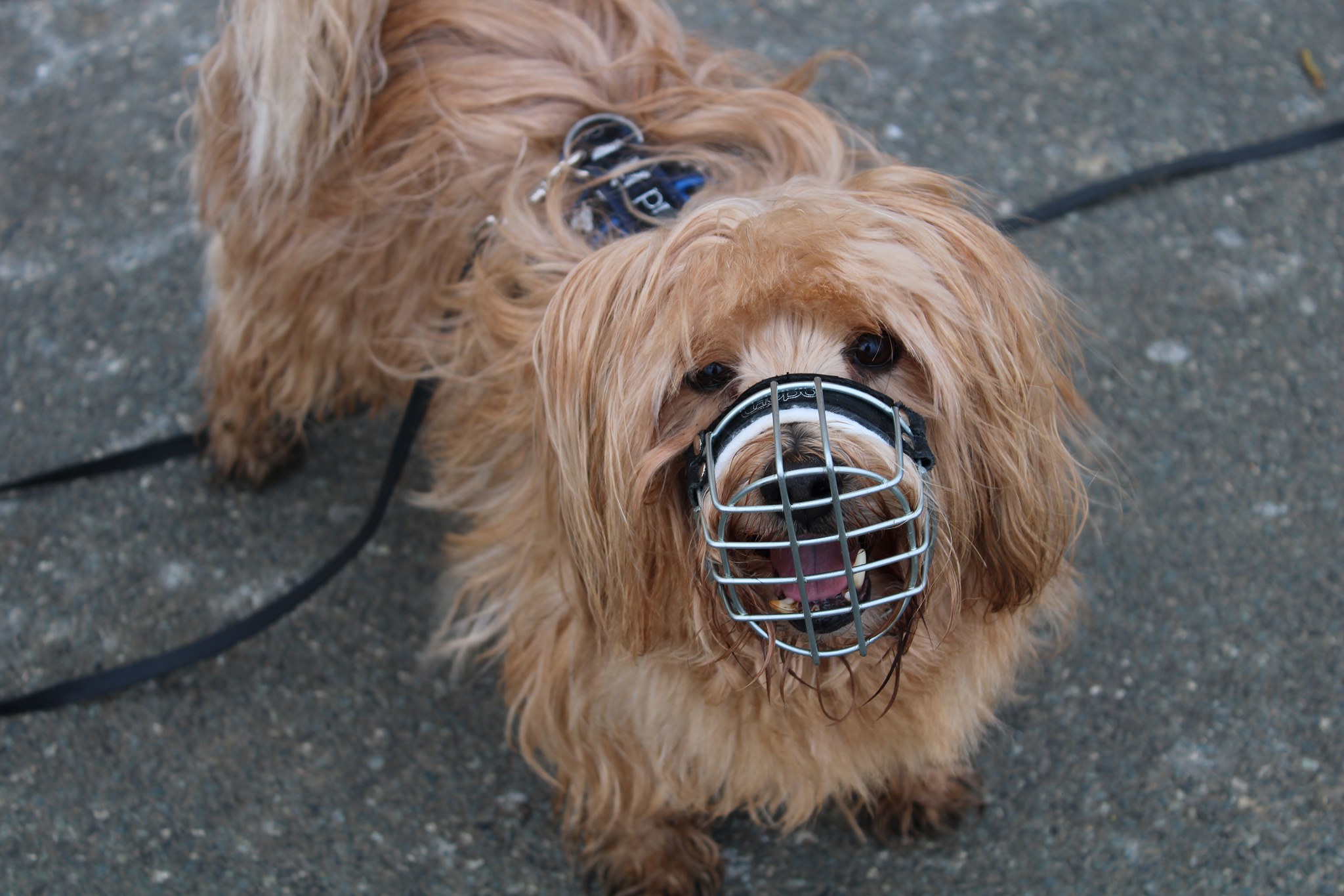 Dociote Maulkorb für Mittelgroße & Große Hunde Silikon Hunde Maulkörbe Atmungsaktiv Einstellbar Giftköderschutz Sicherer Maulkorb Hund Verhindert Beißen Kauen Bellen 4# 