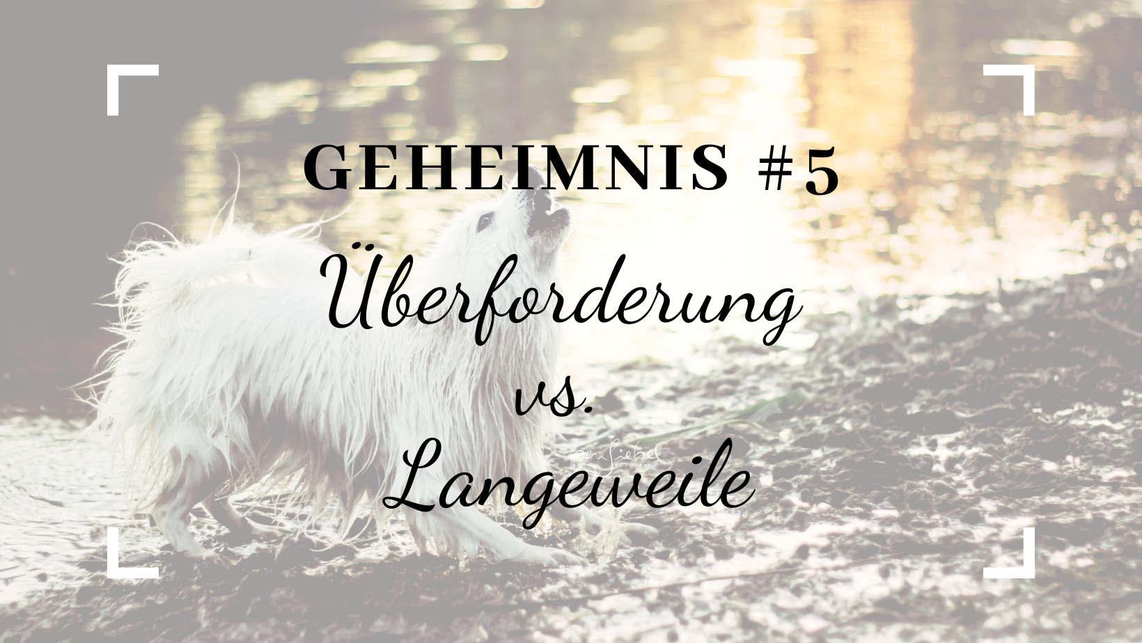 Geheimnis # vs. Langeweile ! - Hunde-Coach Allgäu - Eure Hundeschule im Allgäu