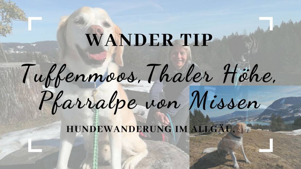 Hundewanderung im Allgäu – Tuffenmoos, Thaler Höhe, Pfarralpe von Missen