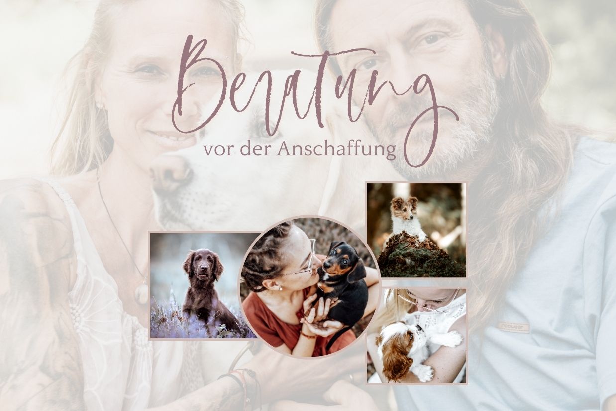Beratung vor der Anschaffung Hundecoach Wolfgang Siebel deine hundeschule in Denia Hundeerziehung
