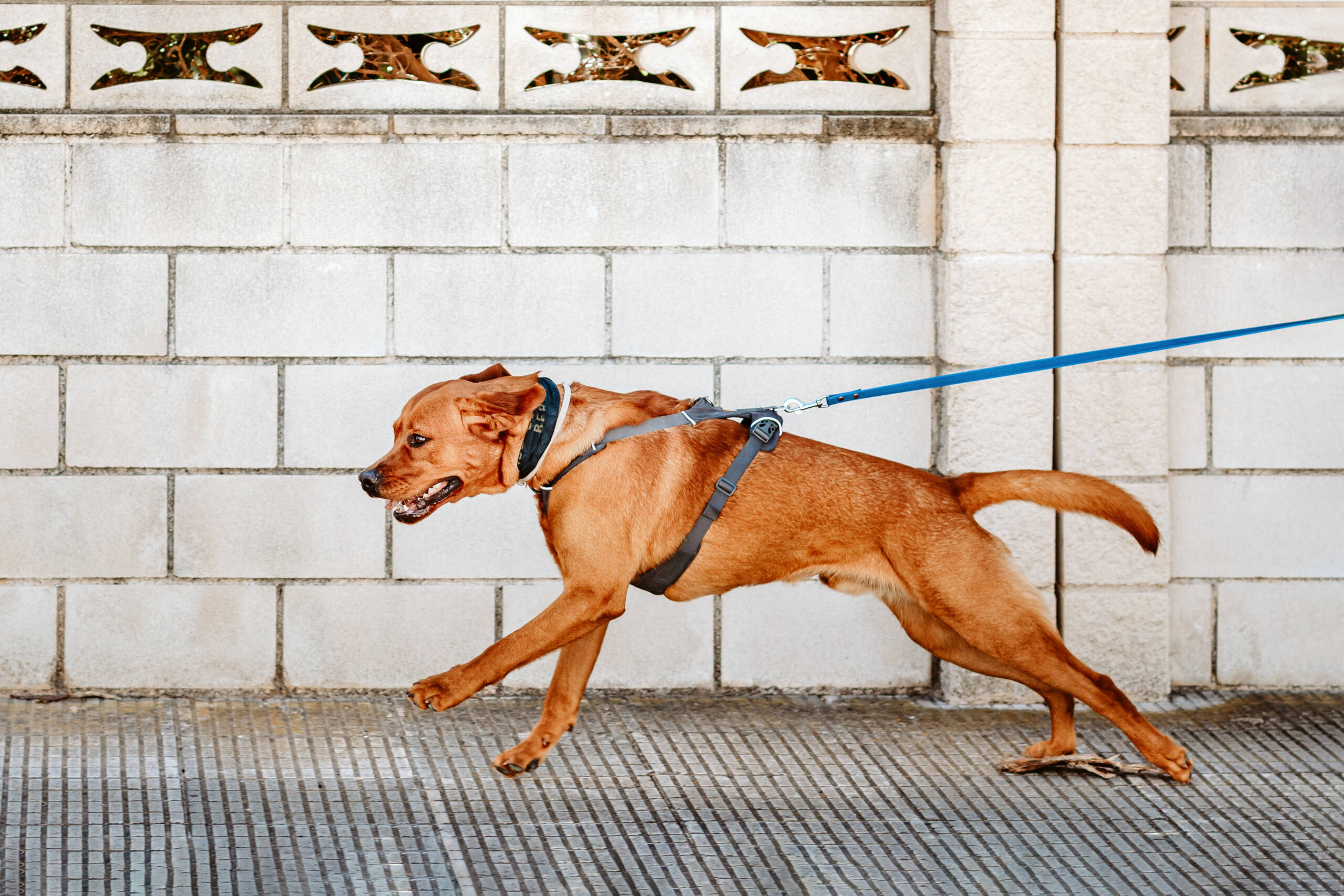 Pettrailing Mantrailing Hundecoach deine Hundschule in Denia Costa Blanca