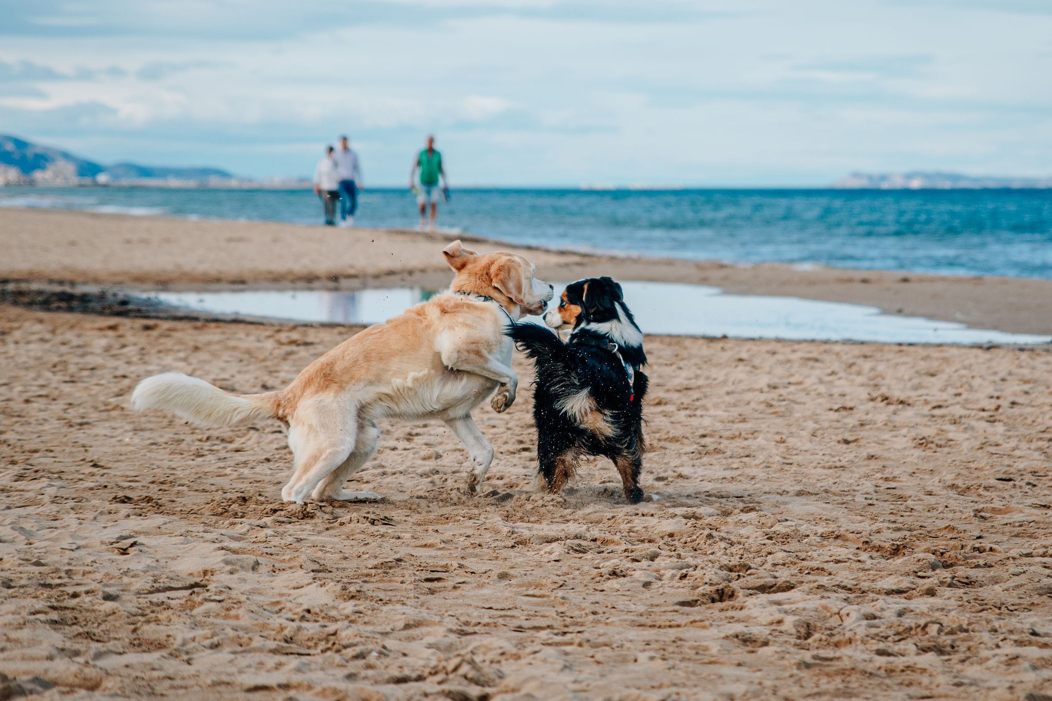 Hunde lesen lernen Hundeocach Körpersprache deine Hundeschule in Denia Costa Blanca