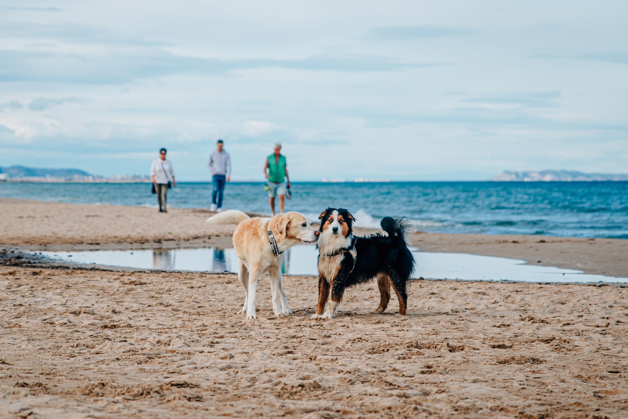 Hunde lesen lernen Hundeocach Körpersprache deine Hundeschule in Denia Costa Blanca