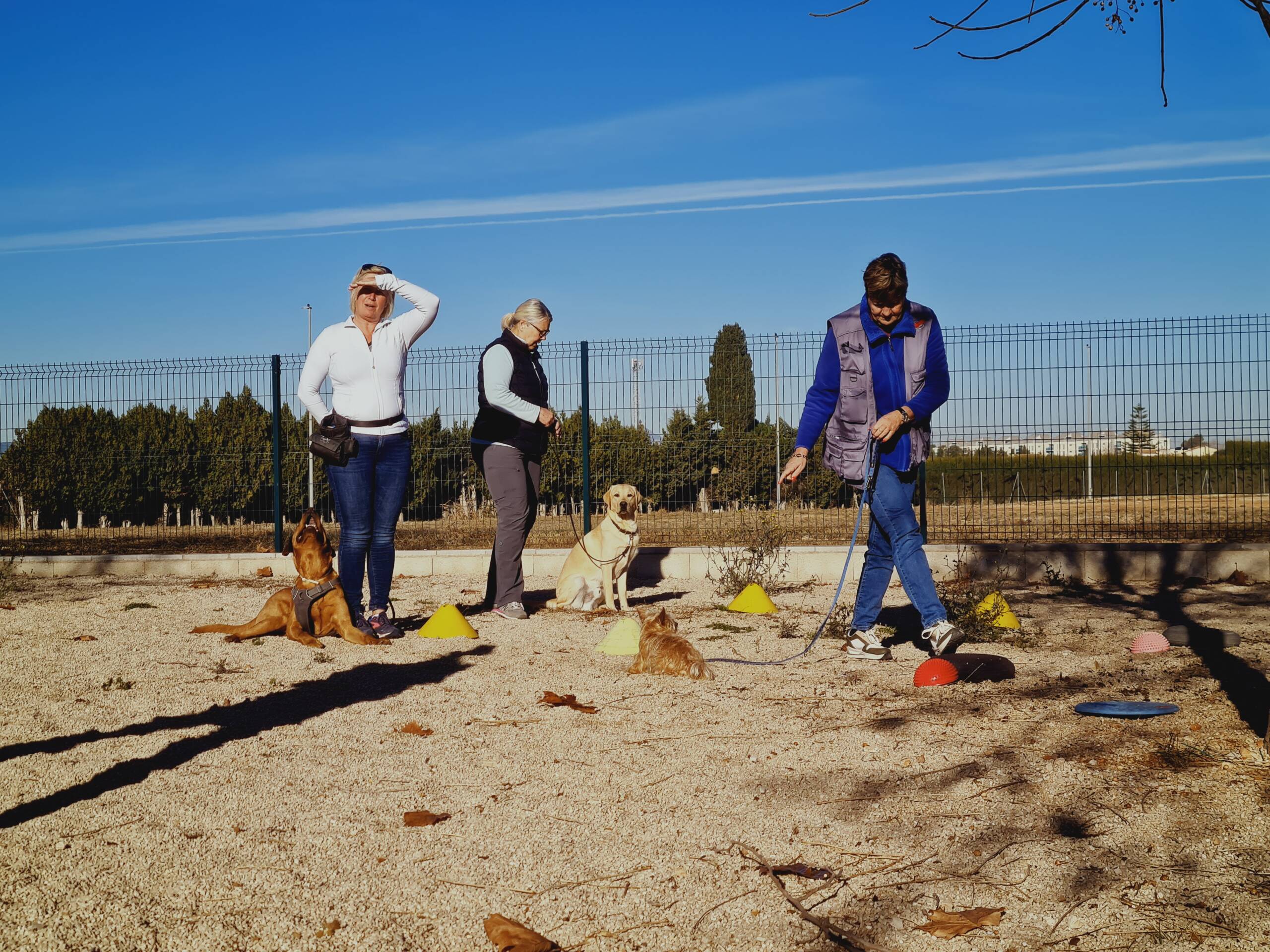 Hundecoach Wolfgang Siebel Deine Hundeschule in Denia Costa Blanca Gruppenstunden