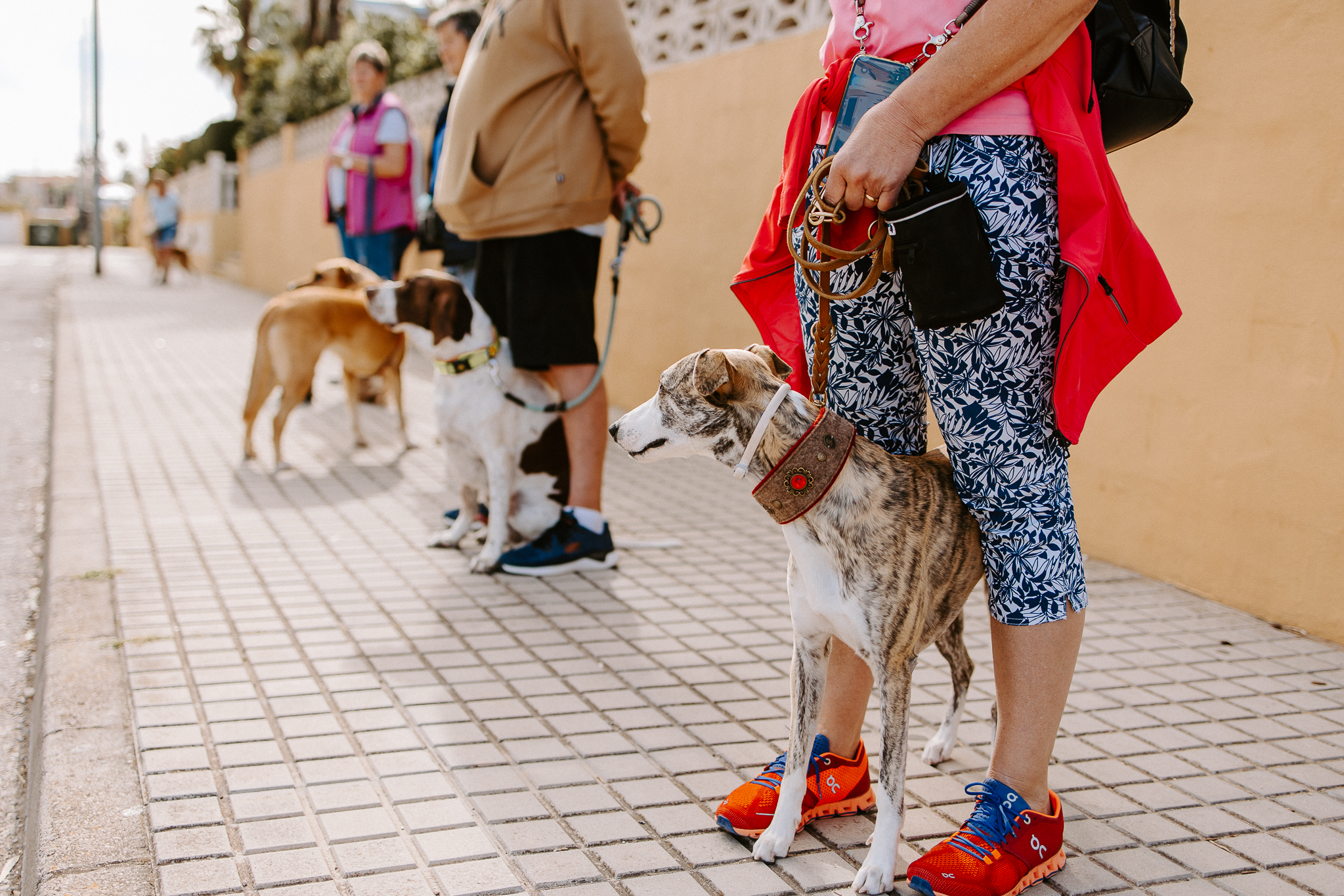 Hundecoach Wolfgang Siebel Deine Hundeschule in Denia Costa Blanca Mantrailing Stadttraining Gruppenstunden